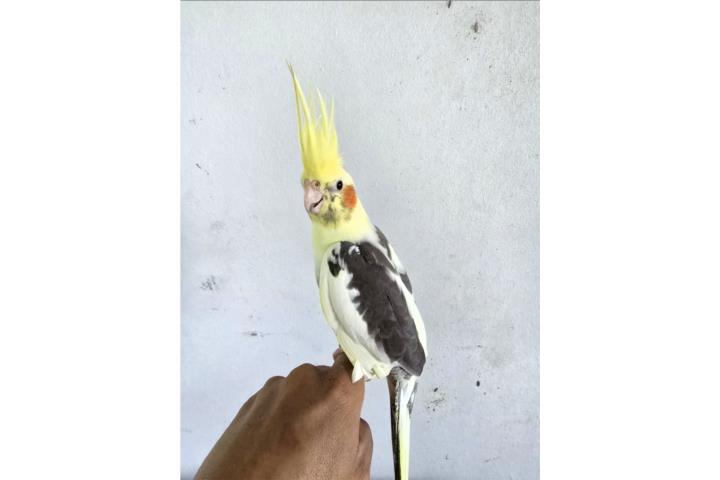 Cockatiel  Puerto Rico