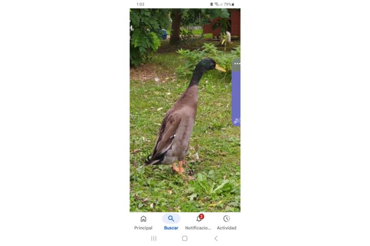 Preciosos patos machos indian runner $25 uno  Puerto Rico
