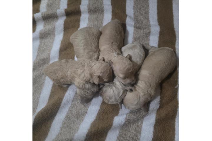 TOY POODLE HEMBRA (4) y (1 ) MACHO Puerto Rico