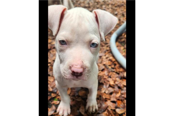 Pitbull  Puerto Rico