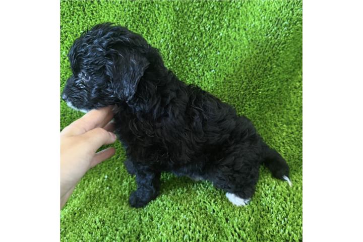 Hembra mini bernedoodle color negro Puerto Rico