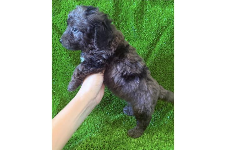MiniBernedoodle hembra merle Puerto Rico