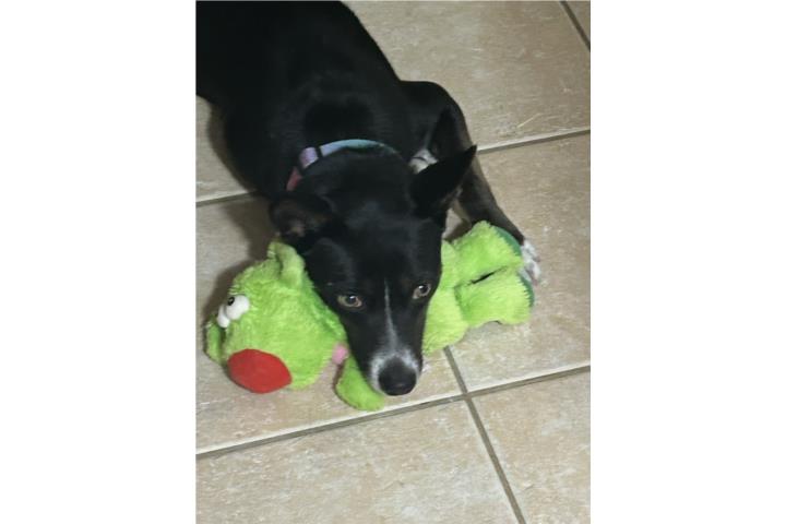 Perro en adopción  Puerto Rico