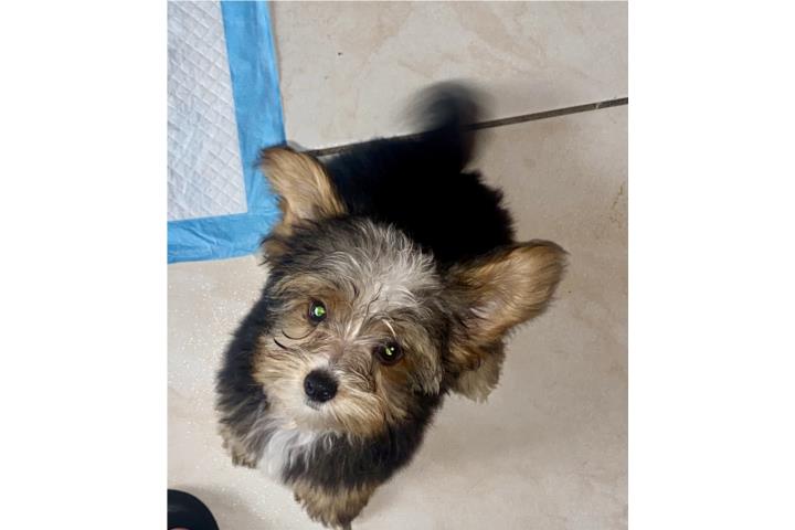 Precioso yorkie macho  Puerto Rico