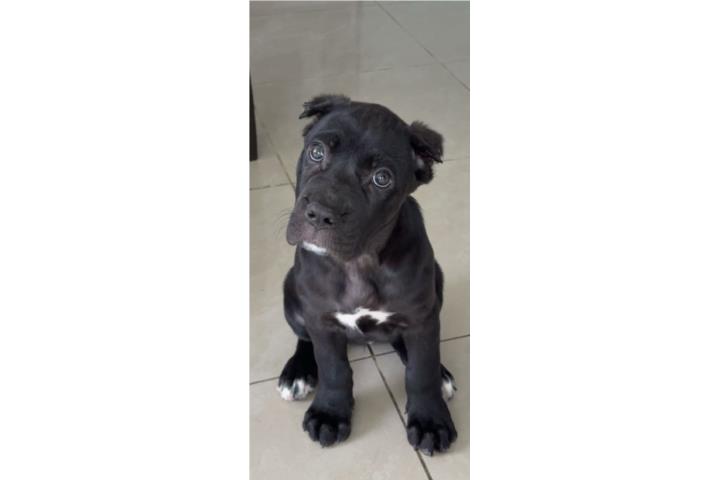 Cane Corso Puerto Rico
