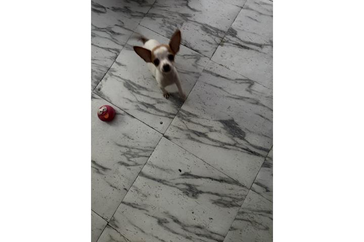 Chihuahua Apple head pequeñito  Puerto Rico