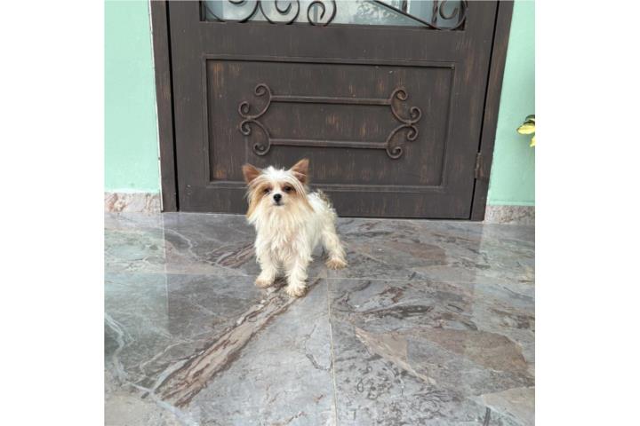 Yorkshire Terrier (Yorkie) hembra teacup Puerto Rico
