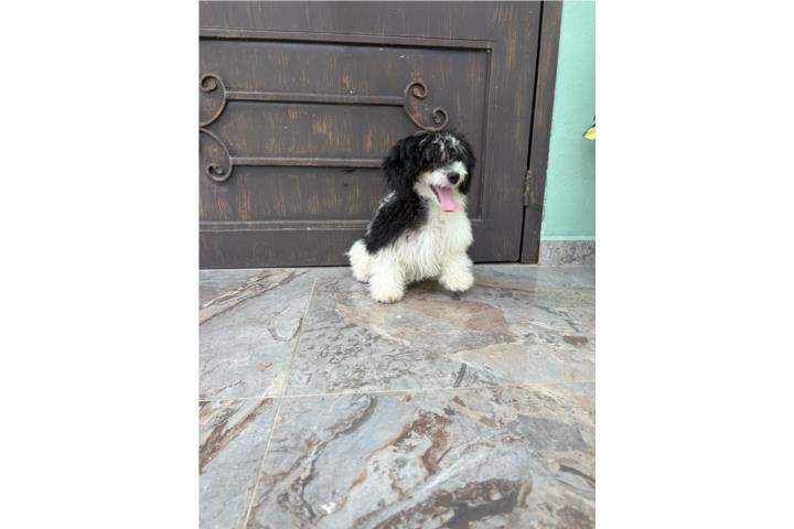 Toy Poodle hembra con papeles de pureza AKC Puerto Rico