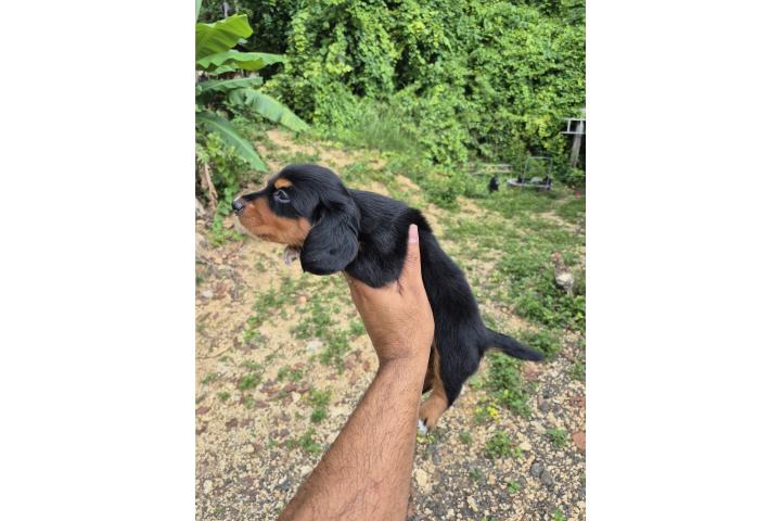Salchichas dachshund longhair Puerto Rico