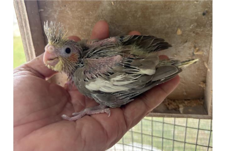 Cockatiel  Puerto Rico