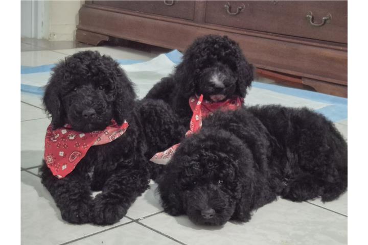 Bernedoodles F1B Puerto Rico