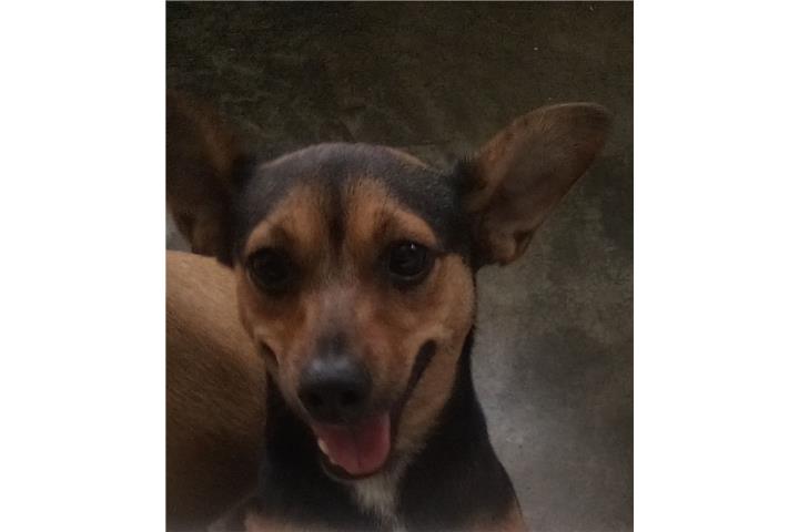 Perrita Puerto Rico