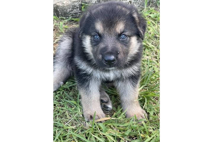 Puppies German shepherd AKC Puerto Rico