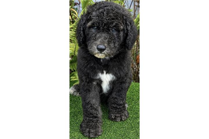 Poodle macho estándard Puerto Rico