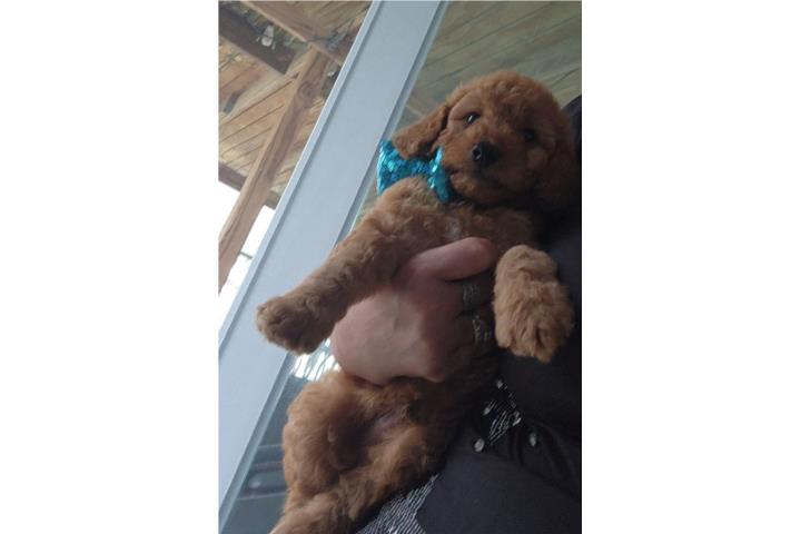 Precioso mini Goldendoodle rojo macho Puerto Rico