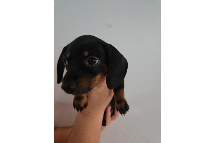 Salchicha Black / Tan Hembra Puerto Rico