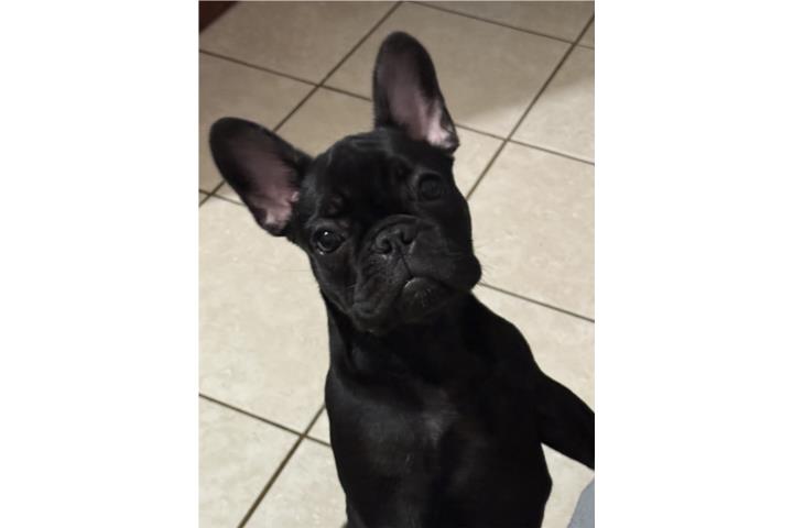 French bulldogs nena Puerto Rico