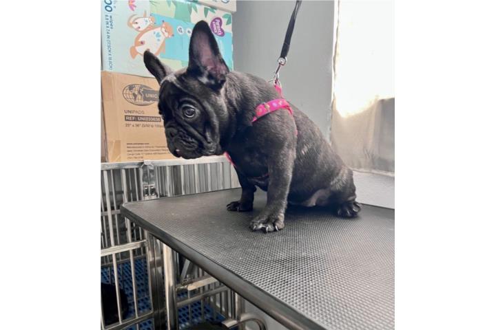 French Bulldog Hembra Puerto Rico