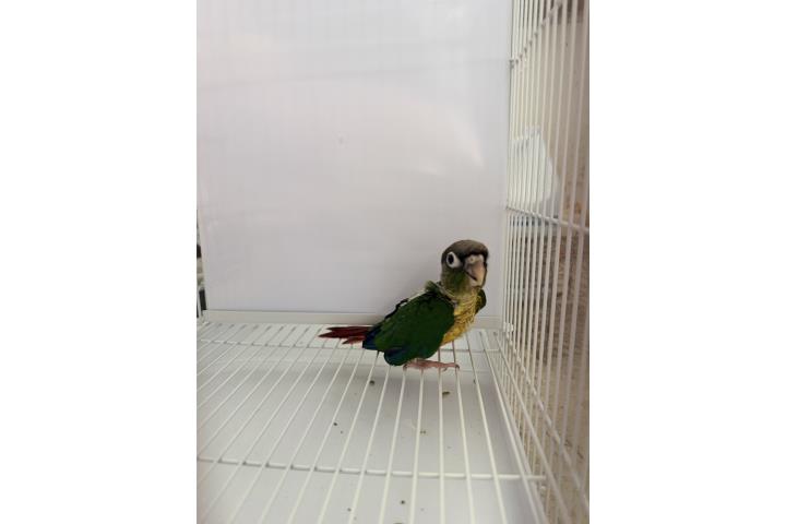 Green Cheek Puerto Rico