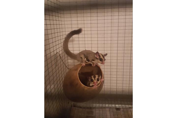 SUGAR GLIDER Puerto Rico