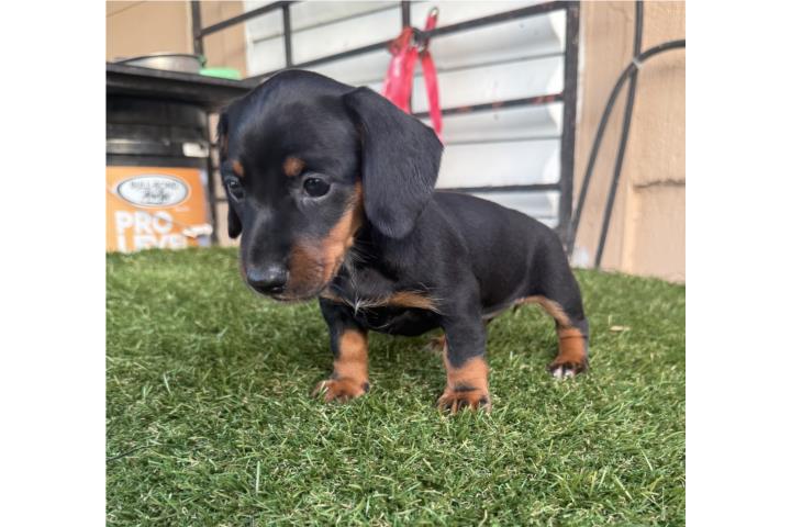 Hermosa dacshund mini  Puerto Rico