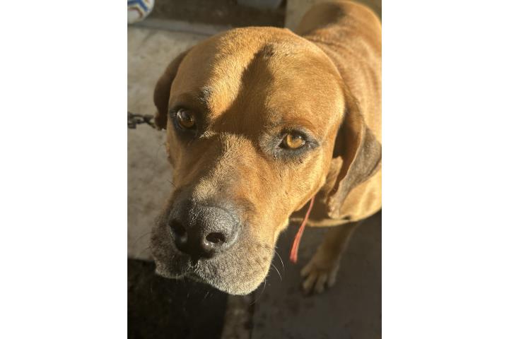Fila Brasileiro Puerto Rico
