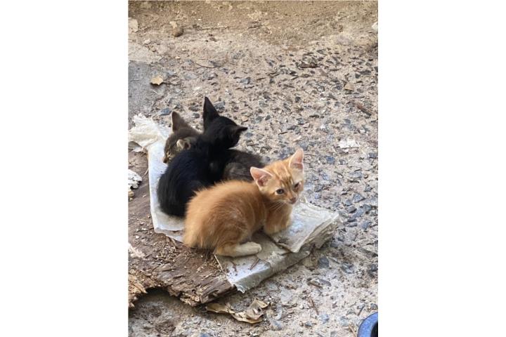 Gatos gratis Puerto Rico