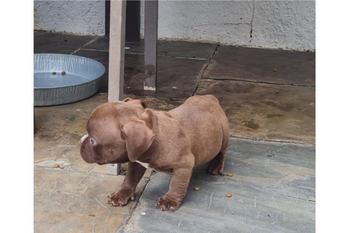 BULLY PUPPY Puerto Rico