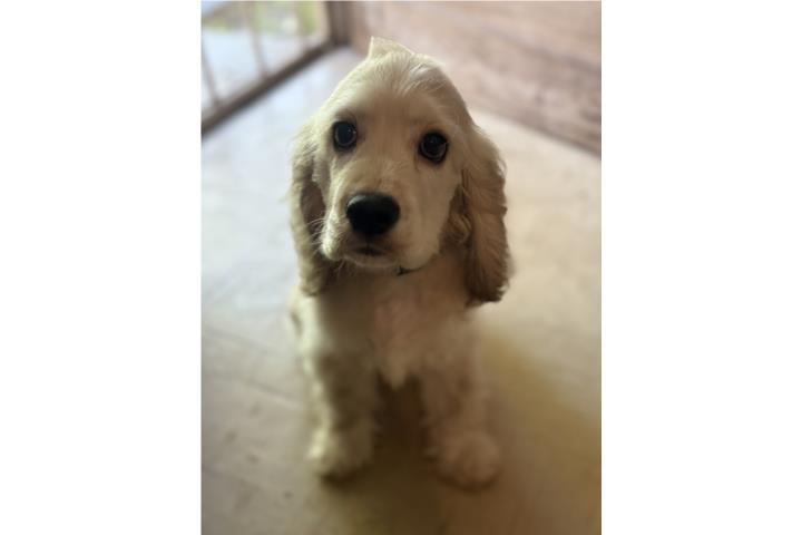Cocker Spanier Inglés  Puerto Rico