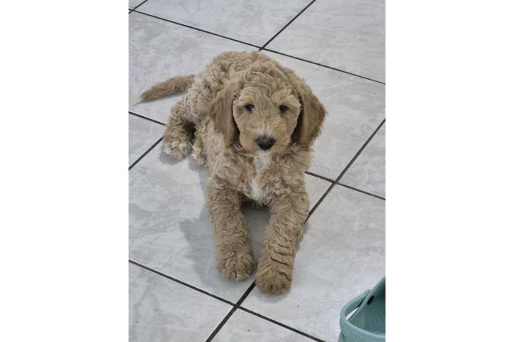 Bernedoodles F1B Puerto Rico