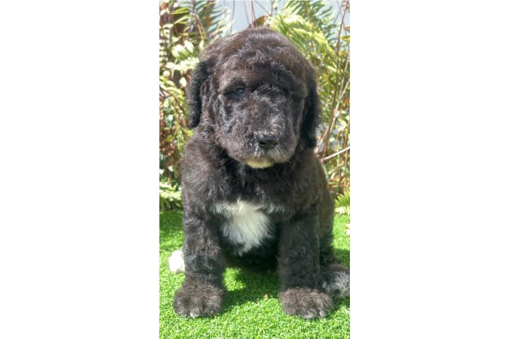 Poodle macho hermoso estándar Puerto Rico