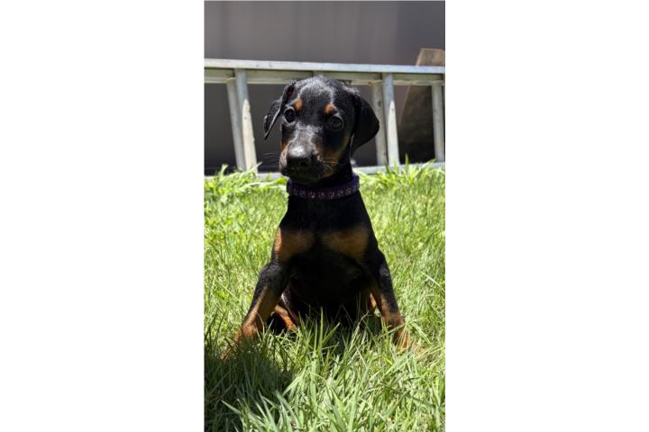 Doberman  Puerto Rico