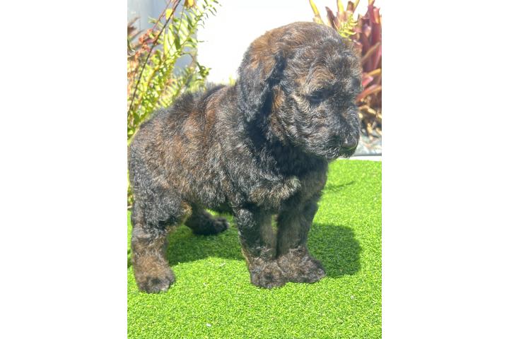 Poodle nena estandar Puerto Rico