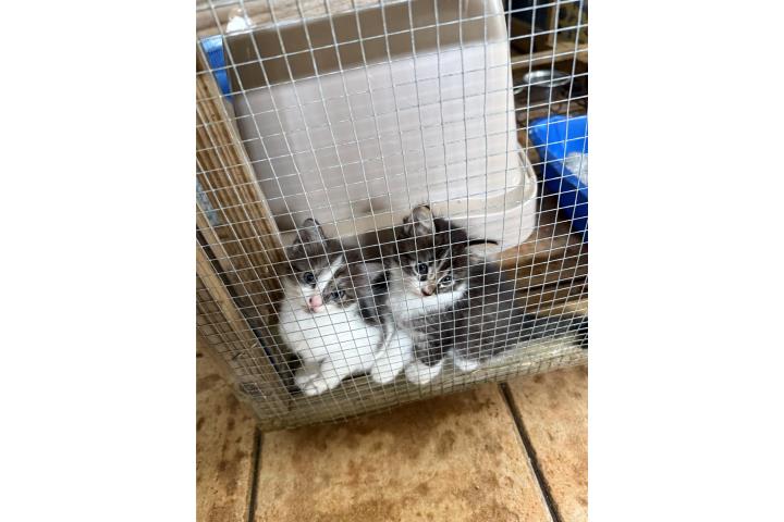 Gatitos para adopción  Puerto Rico