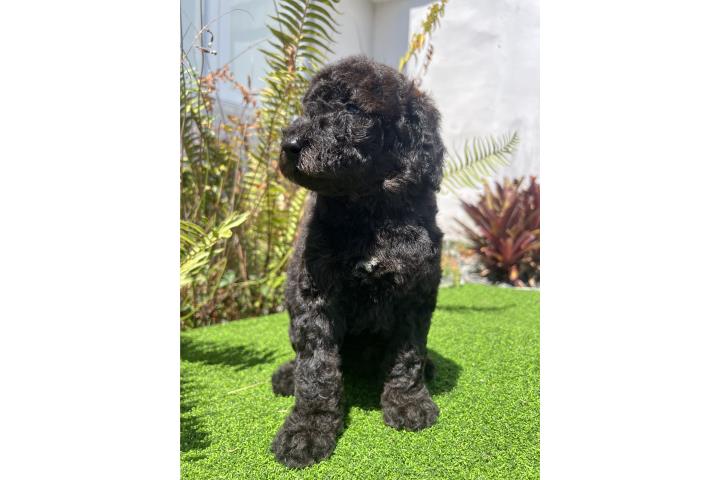 Poodle nena estandar Puerto Rico