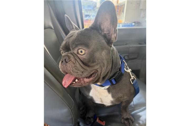 French Bulldogs macho Puerto Rico