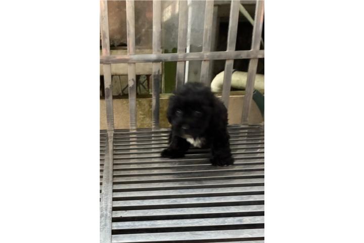 Poodle super Toy  Puerto Rico