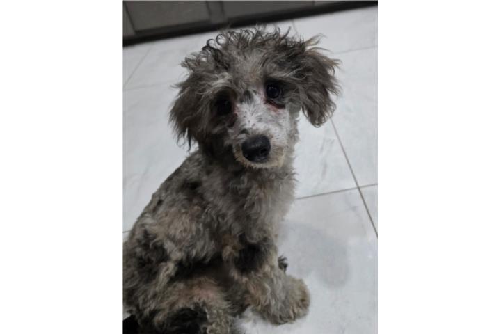 Toy poodles macho merle  Puerto Rico