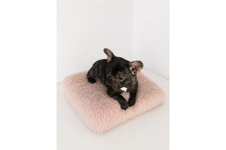 Preciosas French Bulldog brindles$1200 Puerto Rico
