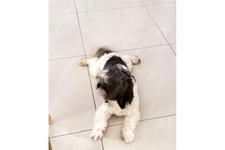 Precioso Shih Tzu  Puerto Rico