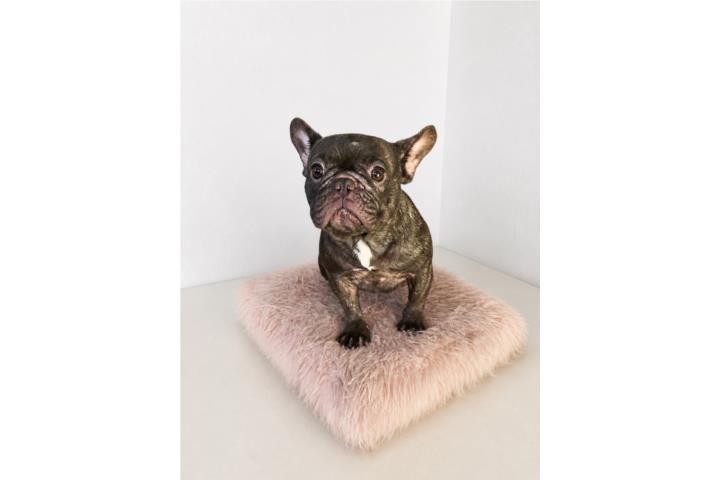 French Bulldog  Puerto Rico