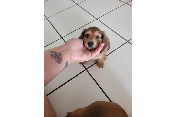 Dachshund Long Hair Puerto Rico