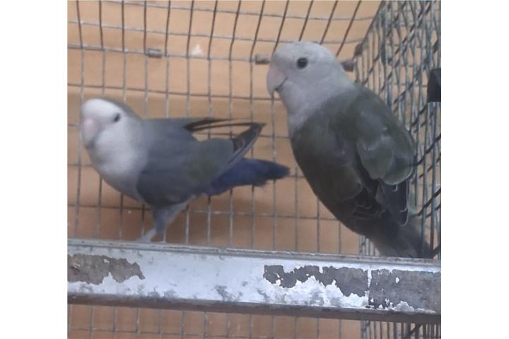 Pareja de lovebir ready Puerto Rico
