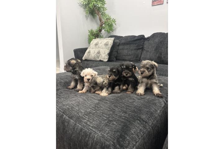 Miniature Schnauzers Puerto Rico