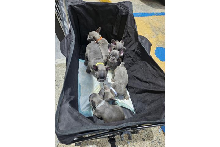 French bulldog Puerto Rico