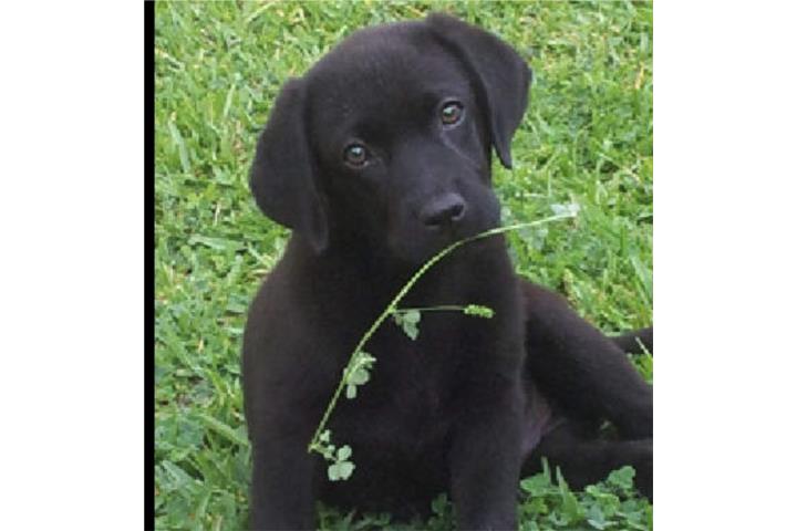 Labrador  Puerto Rico