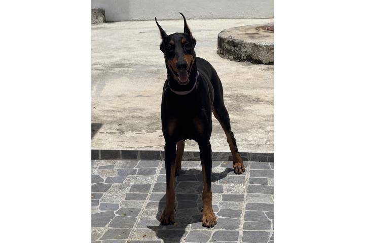 Doberman  Puerto Rico