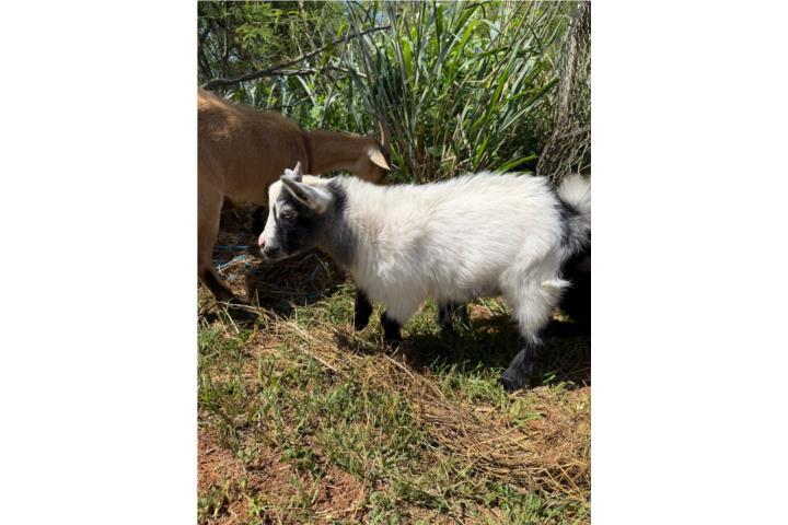 Cabra enana hembra y macho Puerto Rico