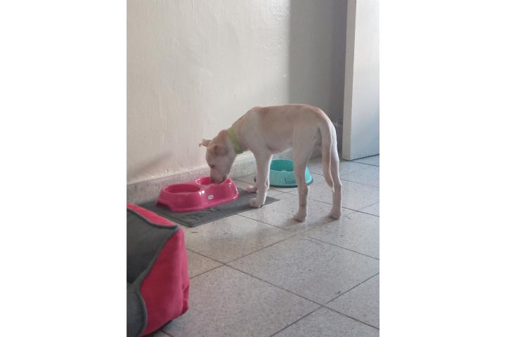 Se regala perrita  Puerto Rico