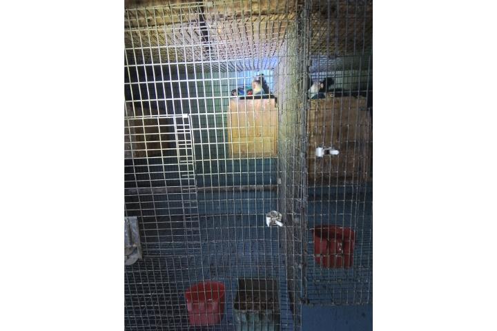 2PAREJAS DE LOVEBIRDS ANILLADOS PROBADAS Puerto Rico